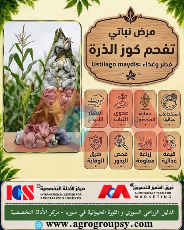 Corn Smut Disease (Ustilago maydis): Between Fungal Infection and Surrounding Nutritional Value, Agricultural Pest Control, and Preventive Protocols