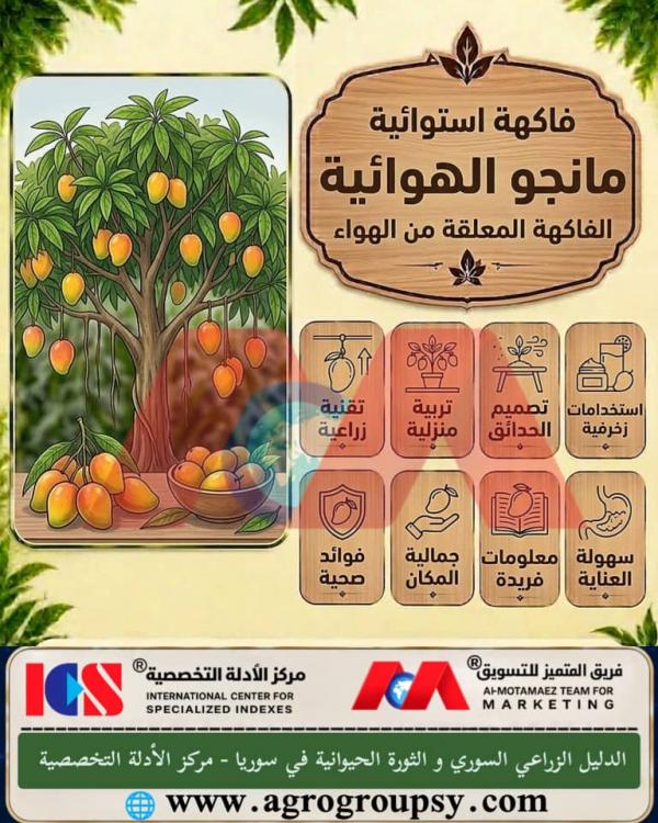 فاكهة المانجو الهوائية: ثورة في عالم البستنة والزراعة المنزلية، أنظمة الرذاذ المغذي، والمميزات البيئية والمائية