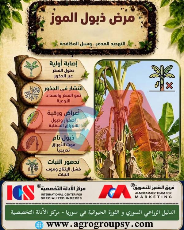 Banana Wilt Disease (Panama Disease): The Destructive Fungal Threat (Fusarium oxysporum), Infection Stages, and Comprehensive Control Methods