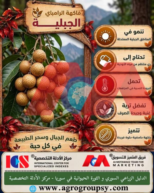 فاكهة الرامباي الجبلية: النكهة الفريدة، الخصائص الزراعية في المرتفعات، وتقنيات الري والتصريف المستدام