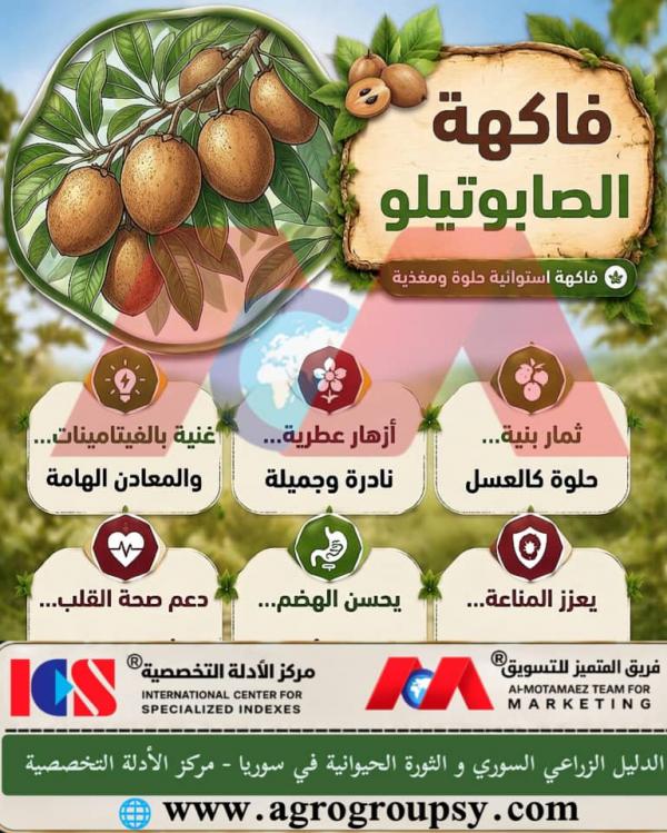 فاكهة الصابوتيلو (Manilkara zapota): كنز استوائي ذو نكهة عسلية، خصائص غذائية وعلاجية، وآفاق زراعتها في البساتين