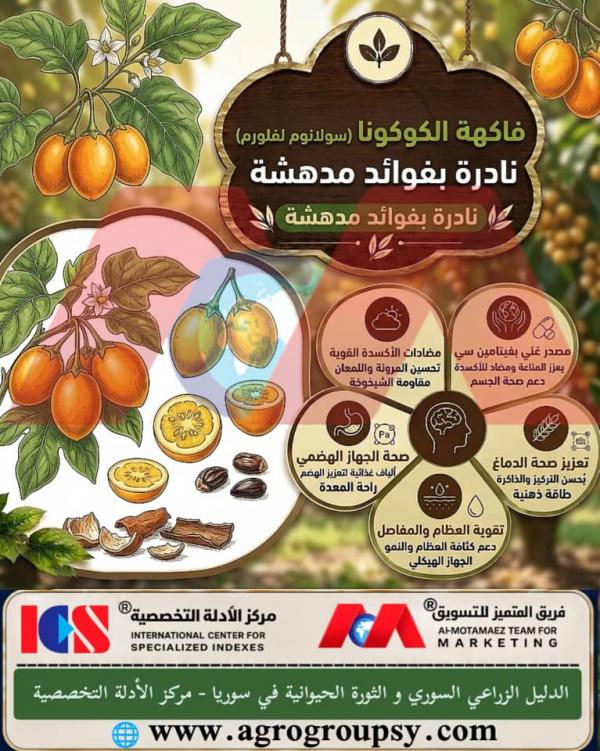 فاكهة الكوكونا (Solanum sessiliflorum): كنز استوائي نادر، خصائص غذائية وطبية، ودورها في خفض الكوليسترول وتنظيم السكر
