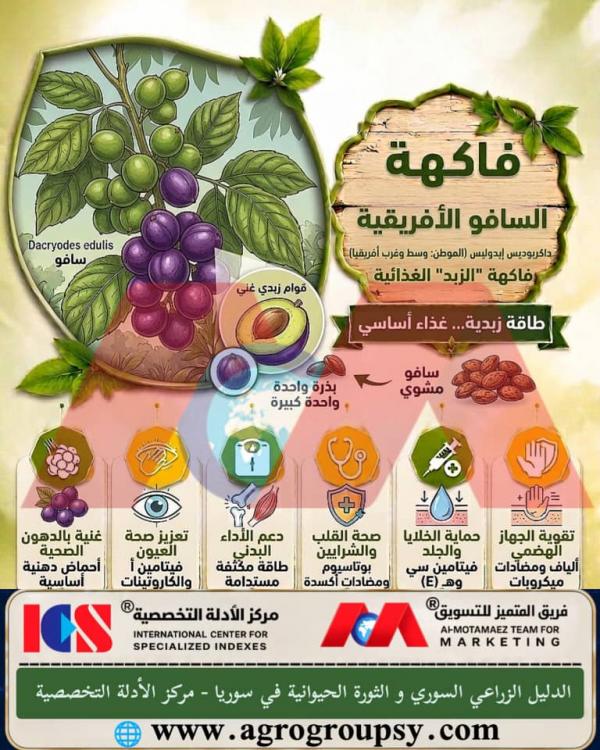 فاكهة السافو الأفريقية (Dacryodes edulis): فاكهة الزبد الغذائية، كنز الغابات الاستوائية، وخصائصها العلاجية والغذائية