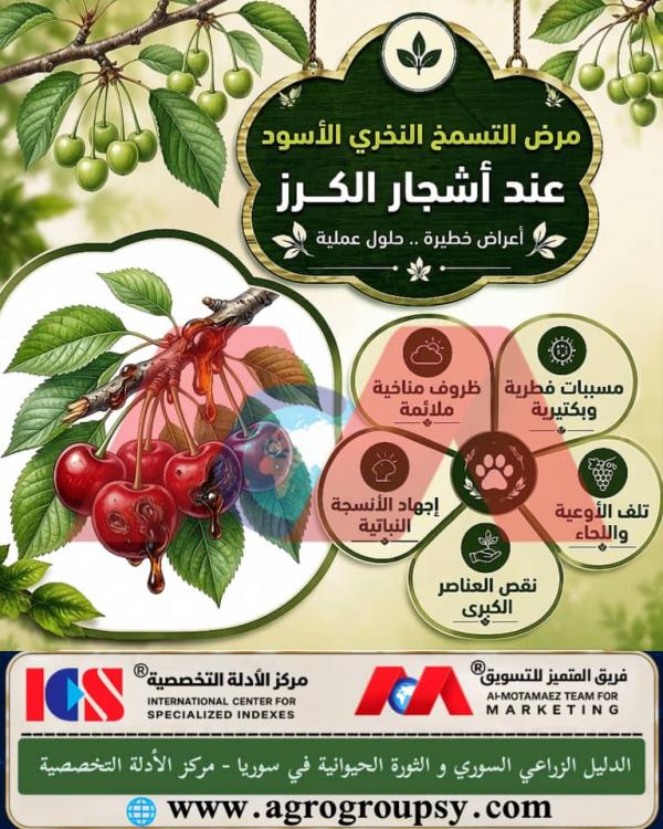Black Necrotic Gummosis Disease in Cherry Trees: Fungal and Bacterial Causes, Gumming Symptoms, and Integrated Orchard Management Solutions