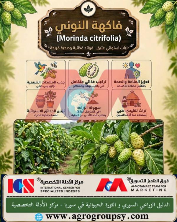 فاكهة النوني (Morinda citrifolia): كنز استوائي بفوائد صحية فريدة، مضادات الأكسدة الإيريدويدية، والدور الزراعي المتكامل
