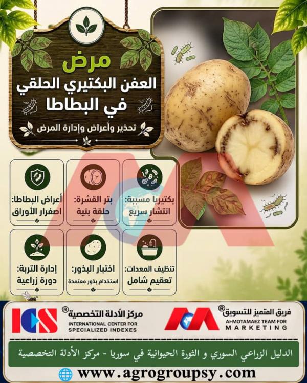 Bacterial Ring Rot Disease in Potatoes: Warning, Symptoms, and Field Management