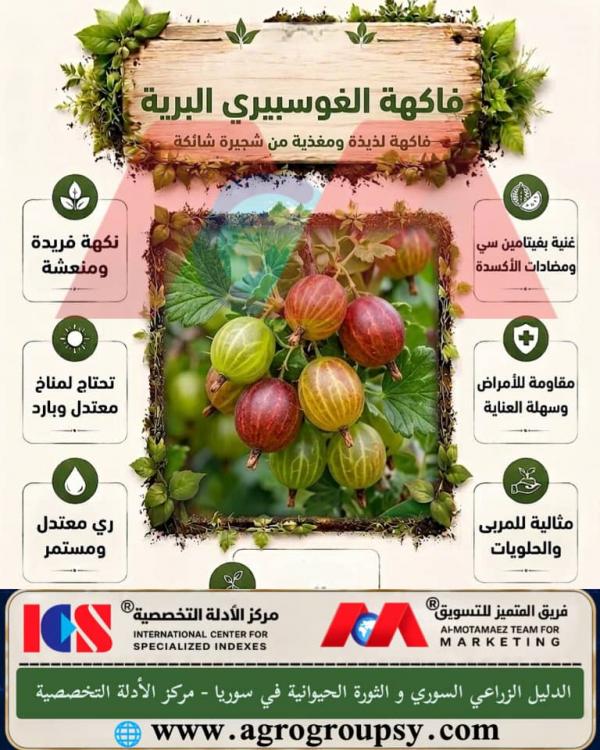 فاكهة الغوسيبييري البرية: القيمة الغذائية الاستثنائية، أسرار العناية البستانية، والفوائد الصحية والبيئية