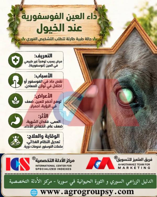 Phosphorus Eye Disease in Horses: Metabolic Disorders, Visual Symptoms, and Veterinary Treatment Protocols