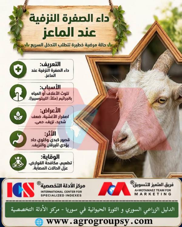 Hemorrhagic Jaundice Disease in Goats: Symptoms, Causes, and Veterinary Treatment Methods
