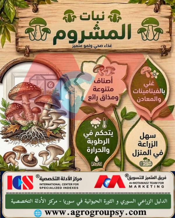 نبات المشروم (الفطر): أسرار الفطر الغذائي، القيم الصحية، وتقنيات الزراعة المنزلية والمغلقة