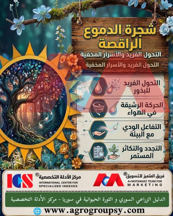 شجرة الدموع الراقصة: أسرار التحول الفريد، الاستجابات الحركية للرطوبة، والآليات الفيزيولوجية للبقاء والتكيف