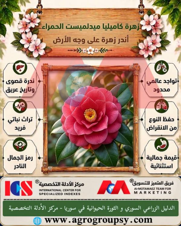 زهرة كاميليا ميدلميست الحمراء: أندر زهرة على وجه الأرض، قصة التراث النباتي، وتقنيات صيانة التنوع الحيوي