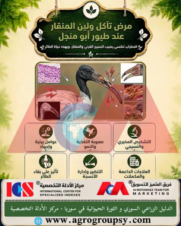 Beak Erosion and Softening Disease in Ibis Birds: Pathological Causes and Severe Health Impacts on Water Bird Survival