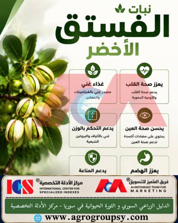الفستق الأخضر (بيستاسيا فيرا): الأهمية البستانية، مقاومة الجفاف، الخصائص الغذائية الفريدة، ودوره في صحة القلب