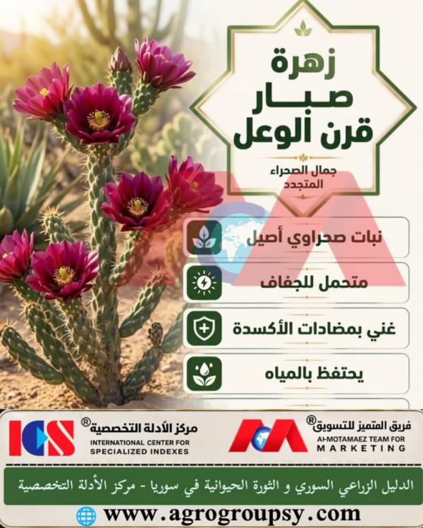 زهرة صبار قرن الوعل: جمال الصحراء المتجدد، آليات تخزين المياه في النباتات العصارية، ودورها في مكافحة التصحر