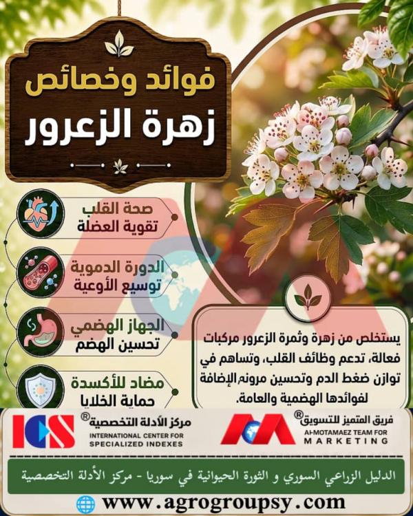 فوائد وخصائص زهرة الزعرور: الدعم القلبي، تنشيط الدورة الدموية، والخصائص العلاجية للمركبات النباتية