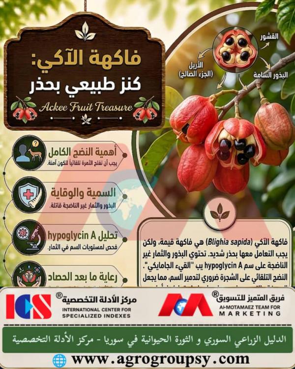 فاكهة الآكي: كنز طبيعي بحذر، أسرار النضج، مخاطر سموم الهيبوجليسين، وبروتوكولات الاستهلاك الآمن