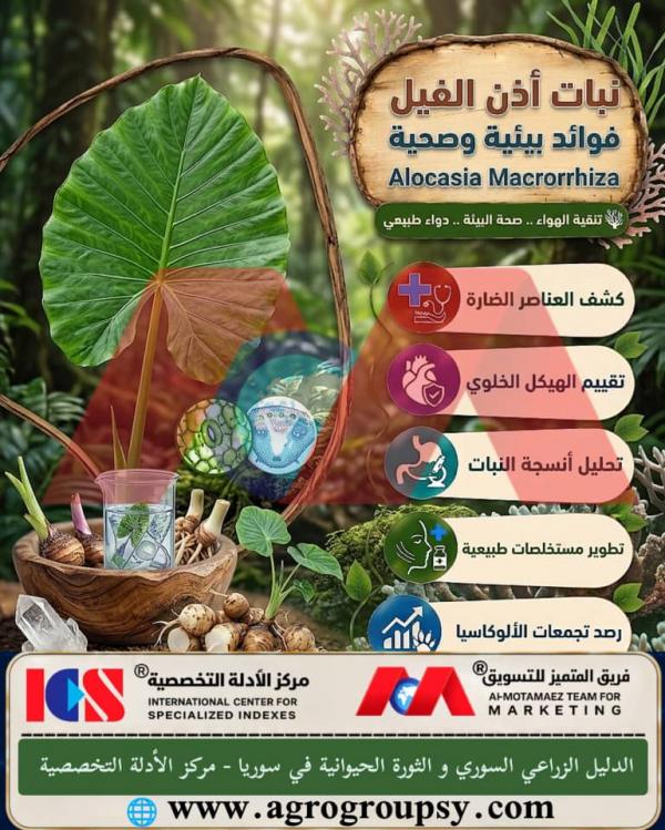 نبات أذن الفيل: الفوائد البيئية، تنقية الهواء، وتطبيقات تحليل الأنسجة النباتية الواعدة