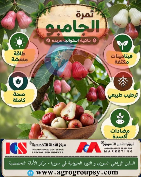 ثمرة الجامبو: دليل شامل حول الفاكهة الاستوائية الفريدة وفوائدها الصحية المذهلة