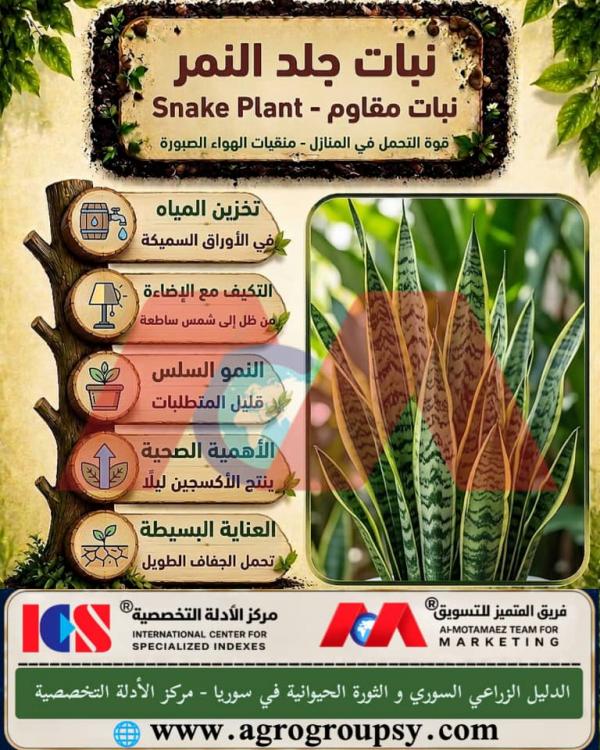 نبات جلد النمر: دليل شامل لفهم العناية بأسطورة النباتات المنزلية المقاومة وعجائبها البيئية