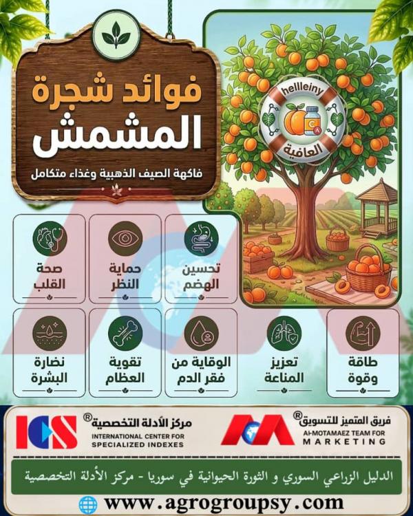 شجرة المشمش (Prunus armeniaca): كنز غذائي وصحي متكامل، فوائد علاجية، وقيمة زراعية واعدة