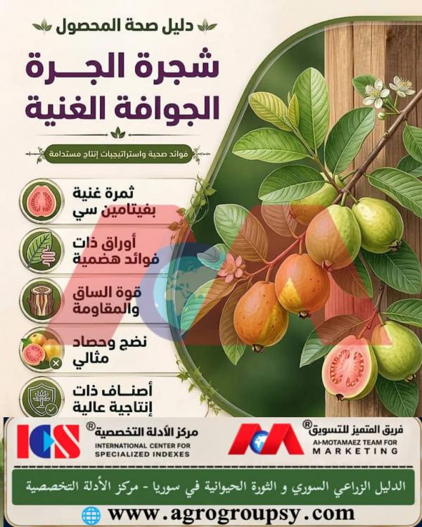 شجرة الجرة (الجوافة): الغنى الصحي، الخصائص الهيكلية، واستراتيجيات الإنتاج الزراعي المستدام
