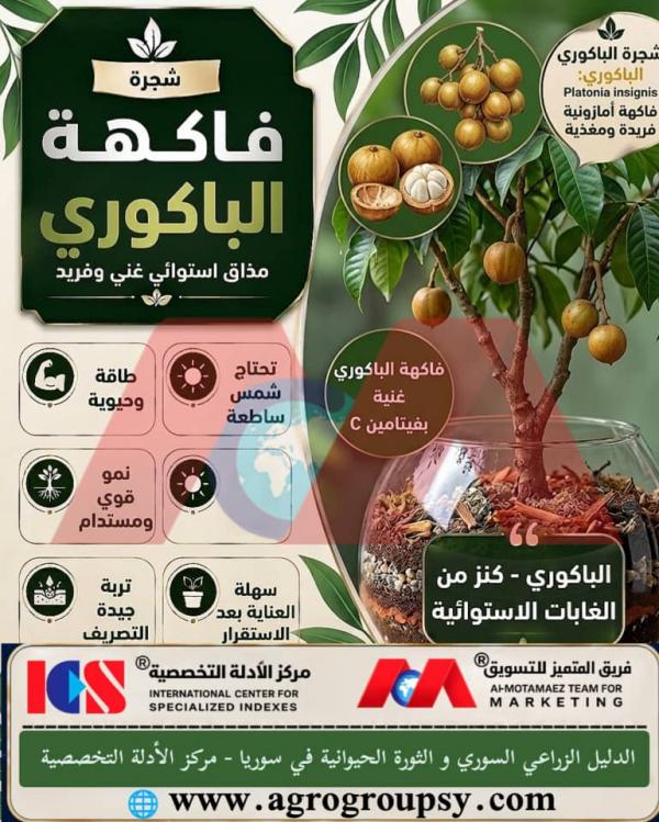 شجرة فاكهة الباكوري (Platonia insignis): كنز استوائي فريد يغذي الجسم ويعزز الصحة العامة