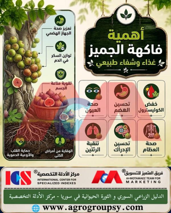 Sycamore Fig Fruit: Natural Food and Healing, Historical and Nutritional Value, and Comprehensive Health Benefits