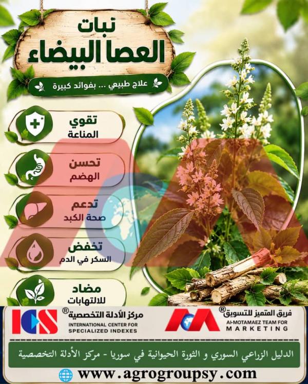 هل يُعد نبات العصا البيضاء علاجاً طبيعياً متكاملاً لتعزيز الصحة المستدامة ودعم العمليات الحيوية في الجسم؟