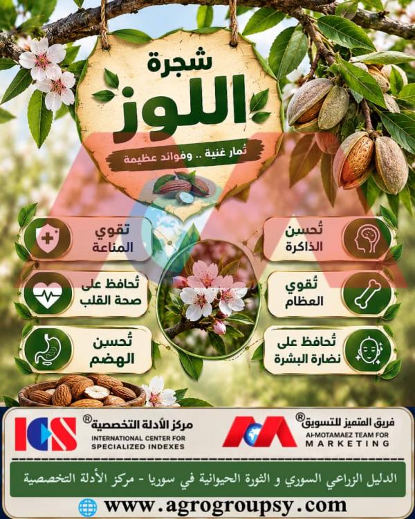هل تحتل شجرة اللوز مكانة رفيعة بين الأشجار المثمرة بفضل ثمارها الغنية بالعناصر الغذائية والقيم الفريدة؟