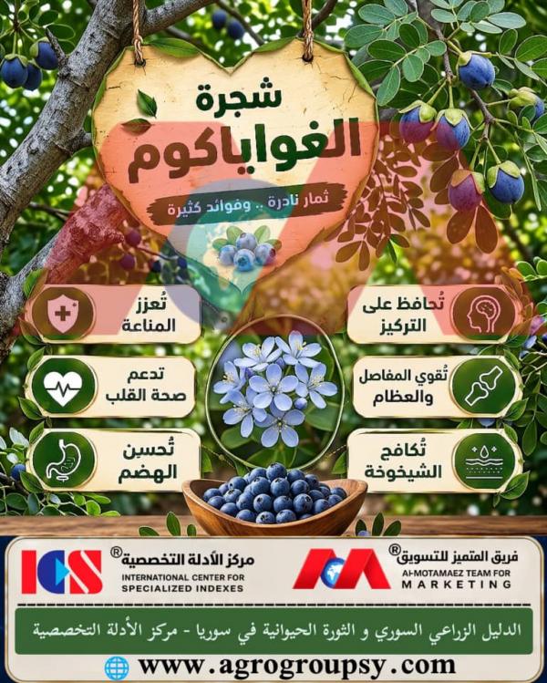 هل تحتل شجرة الغواياكوم مكانة بارزة بين النباتات البرية والمثمرة النادرة بفضل ثمارها الغنية بالعناصر الفعالة والقيم العلاجية الفريدة؟