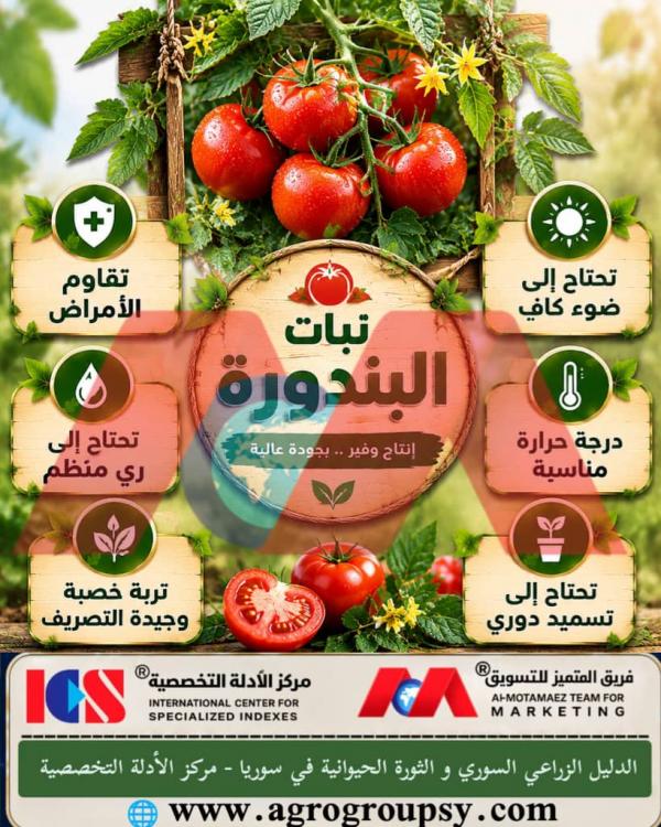 Does Tomato Cultivation Hold a Prominent Position in Agricultural Production with Essential Requirements?