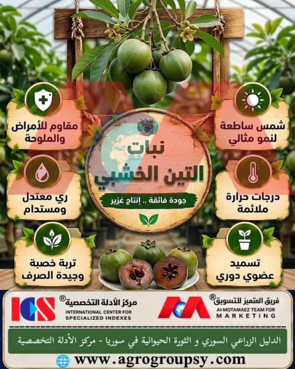 Does the Woody Fig Hold a Prominent Strategic Position Among Rare Fruit Trees Due to Its High Quality and Abundant Production?