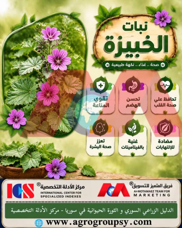 Does the Mallow Plant Hold an Ancient Position Among Wild Medicinal Herbs Due to Its Exceptional Therapeutic Benefits?