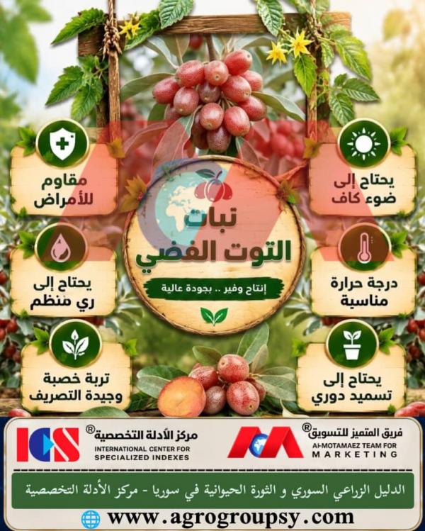 Does the Silver Berry Plant Hold a Prominent Position Among Fruit Plants with High Environmental and Aesthetic Value?