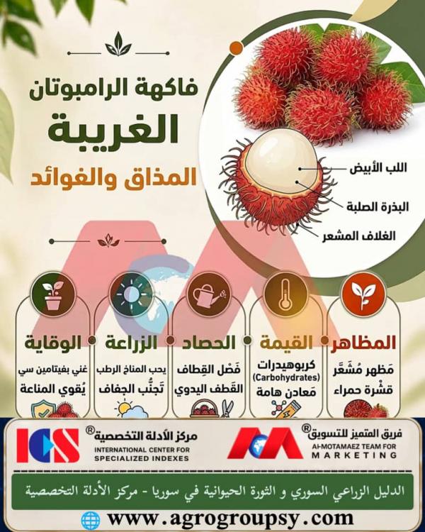 هل تحتل فاكهة الرامبوتان مكانة بارزة بين أغرب الفواكه الاستوائية وأكثرها جاذبية بفضل شكلها الفريد وخصائصها الغذائية المتكاملة؟