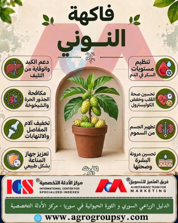 هل تحتل فاكهة النوني (التوت الهندي) مكانة بارزة بين الثمار الاستوائية بفضل تركيبتها الفريدة وفوائدها العلاجية والغذائية الواسعة؟