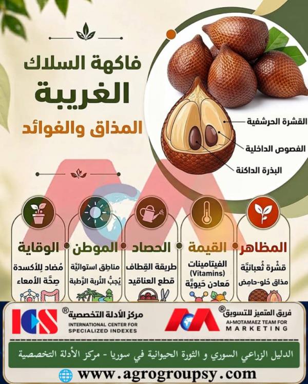 هل تحتل فاكهة السلاك (فاكهة الثعبان) مكانة بارزة بين الفواكه الاستوائية بفضل قشرتها الحرشفية الفريدة، ومذاقها المميز، وفوائدها الصحية المتكاملة؟