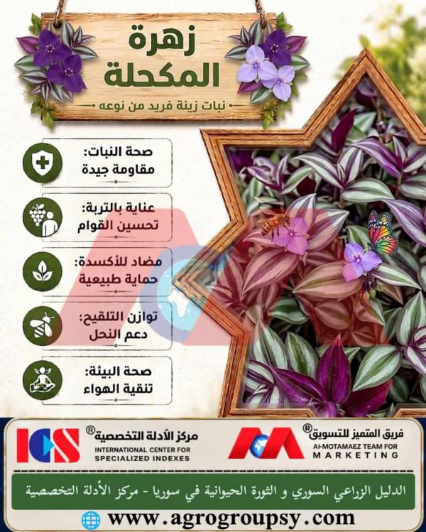 هل تحتل زهرة المكحلة (Tradescantia zebrina) مكانة بارزة بين نباتات الزينة بفضل أوراقها ذات الألوان الفريدة وقدرتها العالية على تحسين جودة الهواء البيئي؟