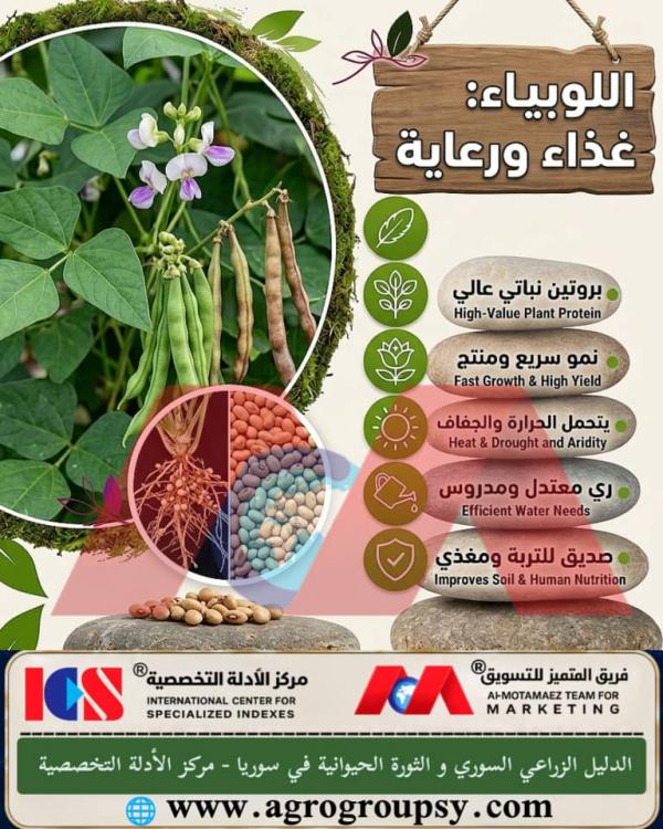 هل يُعد محصول اللوبياء (Vigna unguiculata) حليفاً استراتيجياً للأمن الغذائي والاستدامة الزراعية بفضل قيمته الغذائية العالية وقدرته على تحمل الجفاف؟