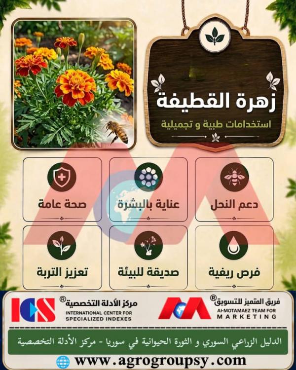 هل تُحتل زهرة القطيفة (Tagetes) مكانة مرموقة بين نباتات الزينة بفضل جمالها وألوانها الزاهية وفوائدها الطبية والعلاجية والبيئية المتكاملة؟