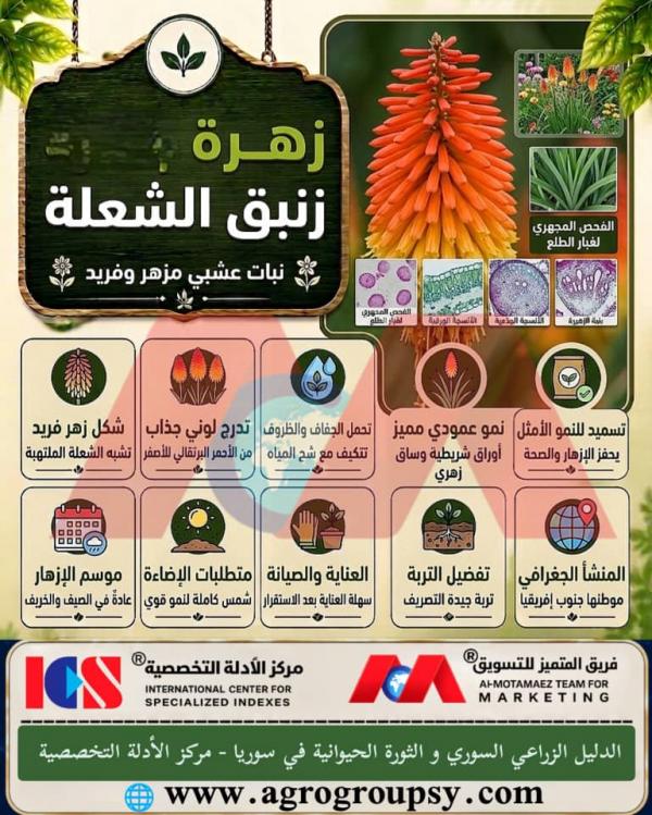 هل تحتل زهرة زنبق الشعلة (Kniphofia) مكانة مرموقة بين نباتات الزينة العشبية بفضل شكلها الفريد الذي يشبه الشعلة الملتهبة وقدرتها العالية على تحمل الجفاف؟