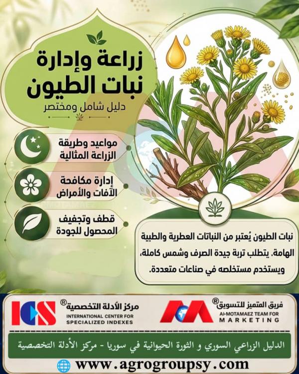 هل يُعد نبات الطيون من أبرز النباتات العطرية والطبية الهامة التي تحظى باهتمام متزايد في قطاع الزراعات التخصصية لتعدد استخداماته؟