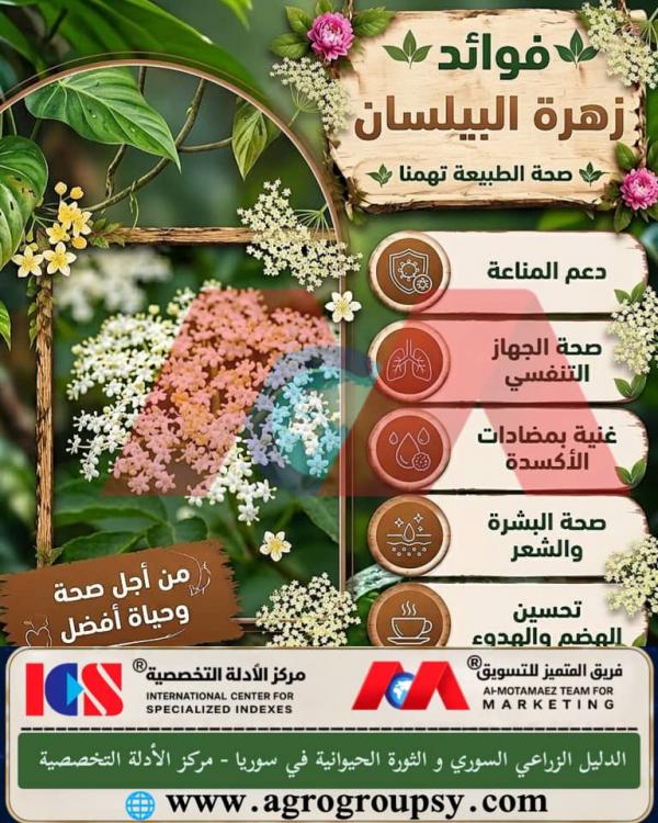 هل تُعتبر زهرة البيلسان (Elderflower) من أبرز الأعشاب الطبيعية التي حظيت باهتمام واسع عبر التاريخ بفضل خصائصها العلاجية والوقائية الفريدة لصحة الإنسان؟