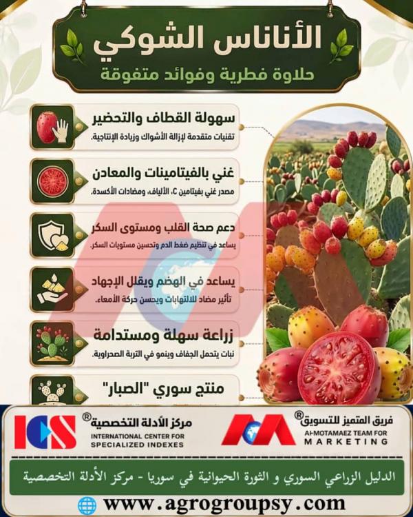 هل يُعد الأناناس الشوكي (ثمار الصبار أو التين الشوكي) من أبرز الثمار الصحراوية الفريدة التي تحظى باهتمام بالغ لقيمتها الغذائية وقدرتها على التكيف مع الجفاف؟