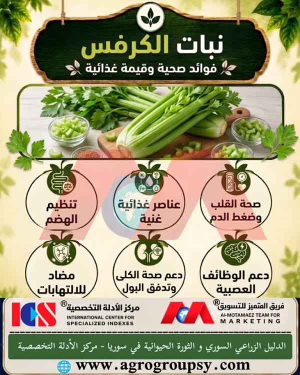 هل يُعد نبات الكرفس (Apium graveolens) من أهم الخضروات الورقية ذات القيمة الغذائية العالية والفوائد الصحية المتعددة في الأنظمة الغذائية؟