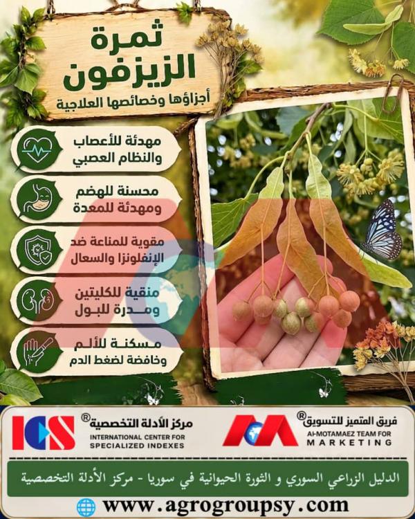 هل تُعتبر شجرة الزيزفون من أبرز الأشجار الطبيعية التي تحظى باهتمام بالغ في الطب البديل وعلوم النبات بفضل فوائد أجزائها المختلفة؟
