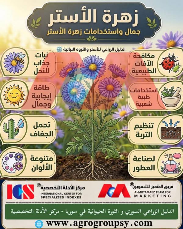 هل تُعد زهرة الأستر (Aster) من أبرز الأزهار وأكثرها جاذبية في عالم النباتات، حيث تجمع بين روعة الأشكال الزاهية والفوائد البيئية العميقة؟