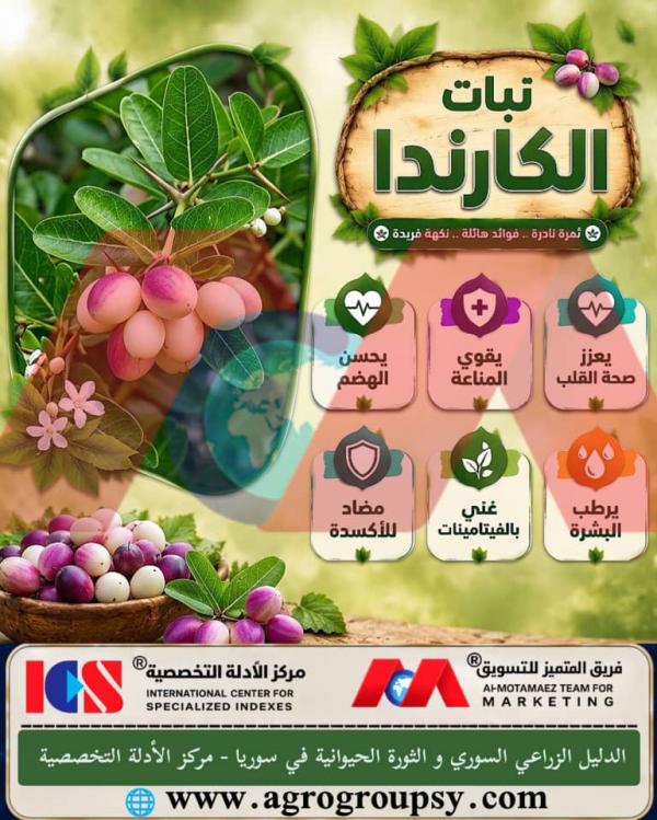 هل تُعتبر شجيرات الكارندا (Carissa carandas) من الشجيرات المدهشة والنادرة التي تحظى باهتمام واسع في مجالات الزراعة والتغذية العلاجية بفضل ثمارها الغنية وجذورها العطرية؟