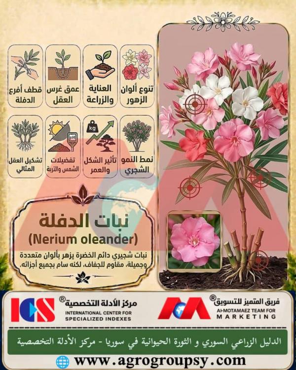 هل يُعتبر نبات الدفلة (Nerium oleander) من أشهر النباتات الشجيرية دائمة الخضرة المنتشرة في حوض البحر الأبيض المتوسط والمناطق المدارية، وتتميز بقدرتها الفائقة على تحمل الجفاف والحرارة العالية مع أزهار زاهية المتعددة الألوان؟